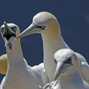helgoland_basstoelpel.jpg