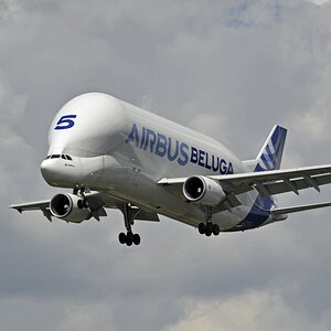 beluga-1.jpg