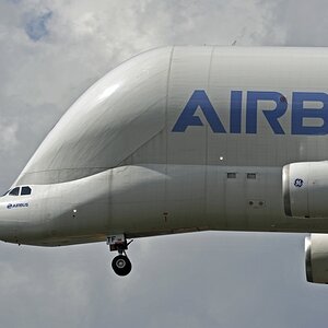 beluga-2.jpg