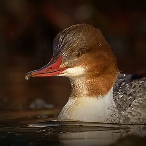 NZ9_7005_Gänsesäger_Weibchen_Porträt_CP_Vign_IA_2_2023.jpg