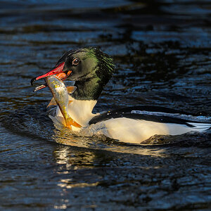 NZ9_7294_Gänsesäger mit fetter Beute_IA_2023.jpg