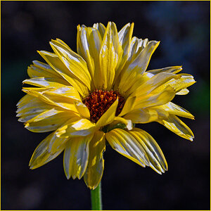 Blume.jpg