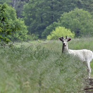 damwild-3.jpg
