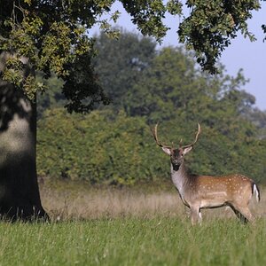 damwild-4.jpg