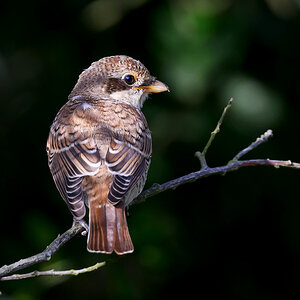 NZ9_5512_Neuntöter Jungvoge_IAl_8_2023.jpg
