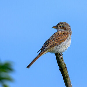 NZ9_7923_Neuntöter Jungvogel_IA_8_2023.jpg