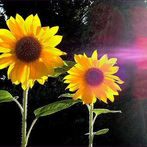 comp_2P9250016.jpg
