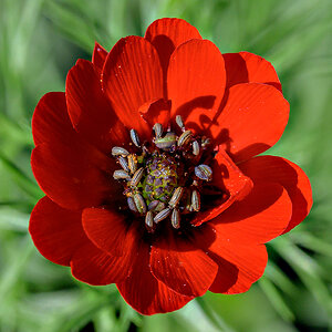 Blume.jpg
