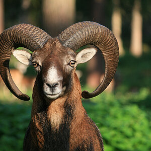 Mufflon-Bock