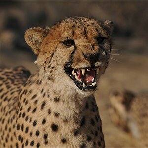 comp Namibia 09 07629