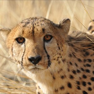 comp Namibia 09 07995