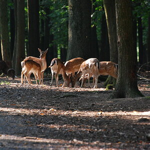 Licht und Schatten 1
Im Wald waren die Lichtverhältnisse anspruchsvoll. Man konnte die Tierchen nicht auf einen Sonnenfleck stellen. Aber hier hat es 