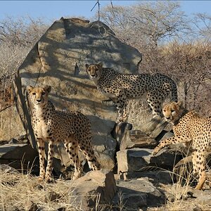 comp Namibia 09 08297