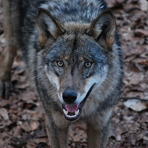 Tierpark Oderdissen Wolf