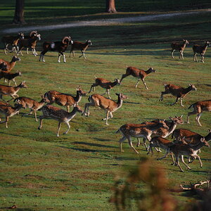 Wildlife