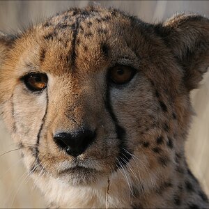 comp Namibia 09 09460