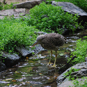 Tierpark Olderdissen Reiher/Störche