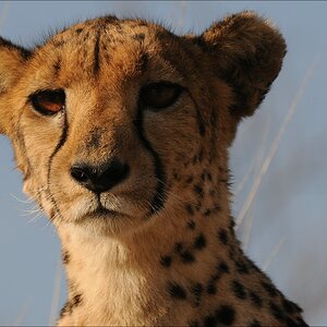 comp Namibia 09 09535