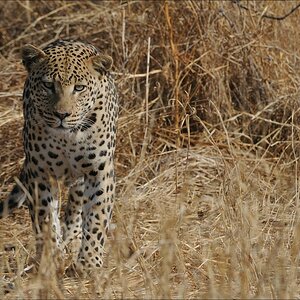 comp Namibia 09 09992