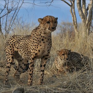 comp Namibia 09 10853