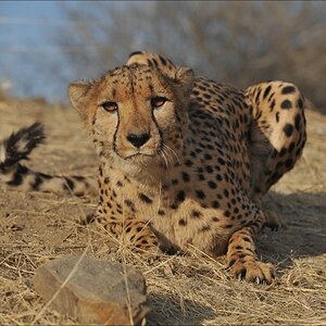 comp Namibia 09 10892