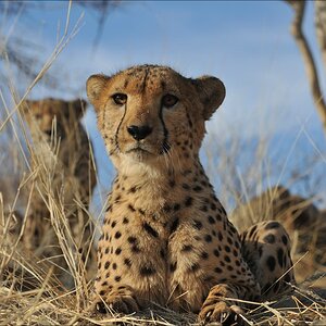 comp Namibia 09 11045