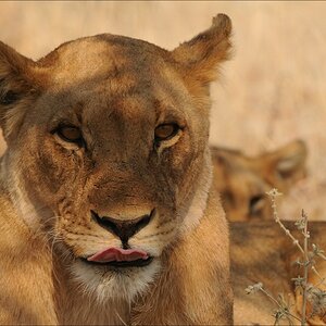 comp Namibia 09 23996