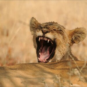 comp Namibia 09 24301