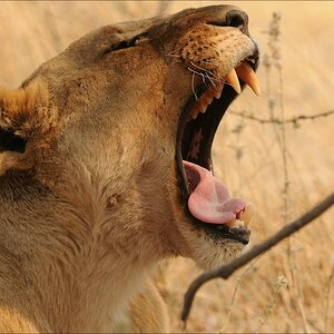 comp Namibia 09 25079