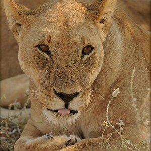 comp Namibia 09 26138