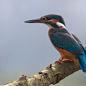 eisvogel 1