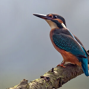 eisvogel 2