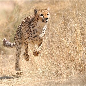 comp Namibia 09 08954