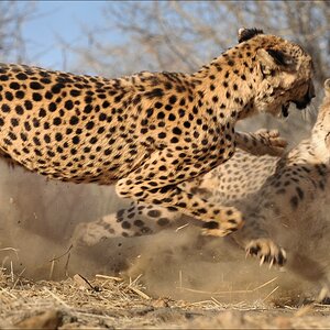 comp Namibia 09 10994