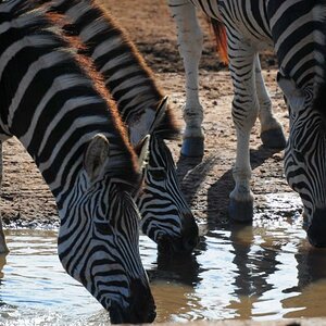 Zebras