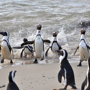 Pinguine1