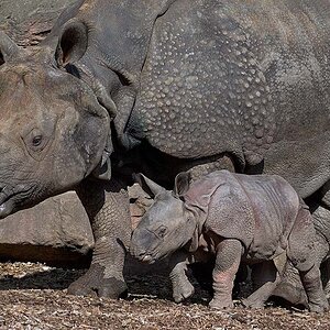 nashorn
