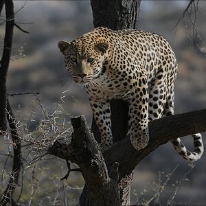 comp Namibia 09 09641a