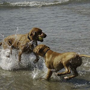 Das ist mein Ball !!!
