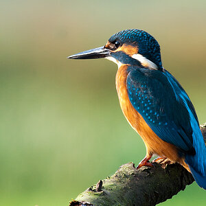 eisvogel 3
