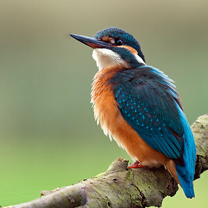 eisvogel 4