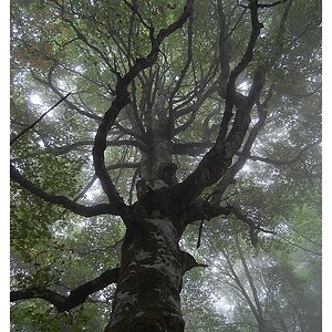 über 300 Jahre alter Baum II