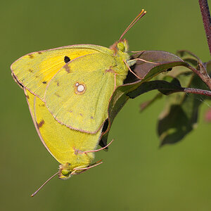 Goldene Acht Paar