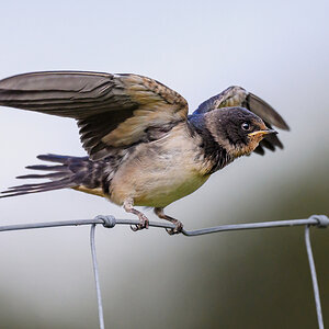 NZ9_7624_Rauchi Jungvogel am Betteln_IA_8-2023.jpg