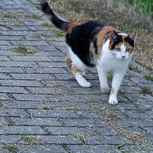 DSC_9247.jpg