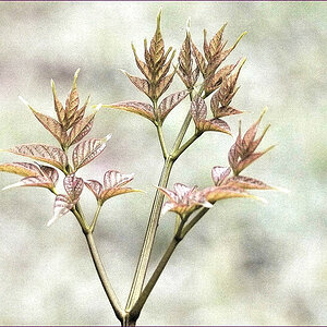 comp_2PlantSW2.jpg