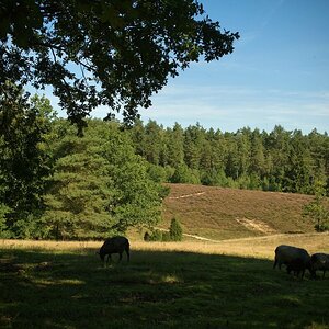 DSC_7901.jpeg