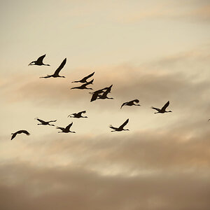 DSC_7945.jpeg