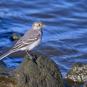 NZ9_6208_Bachstelze_Jungvogel_IA_8_2023.jpg