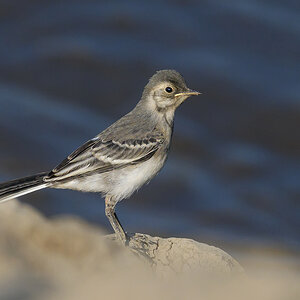 NZ9_4502_Bachstelze Jungvogel_IA_6_2023.jpg